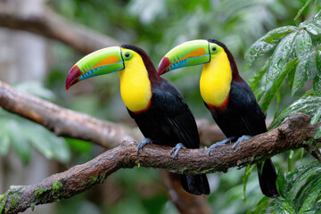 Obraz premium Two Keel Billed Toucans Perched on a Branch