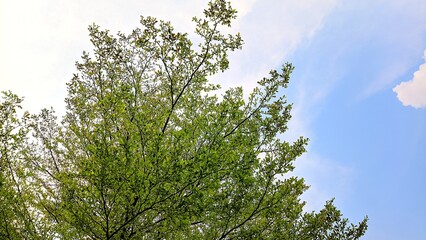 A lush, leafy tree stands tall beneath a bright cloudy sky