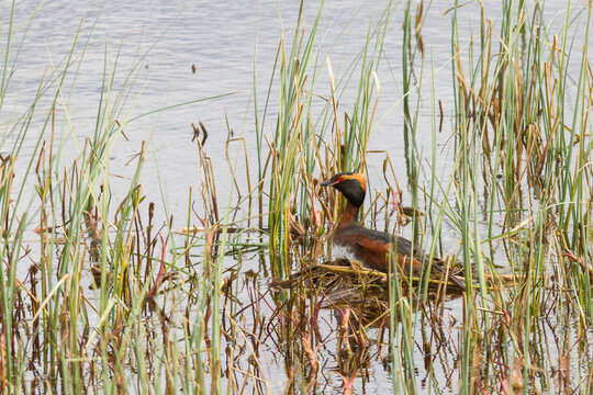breeding horned grebe (Podiceps auritus)