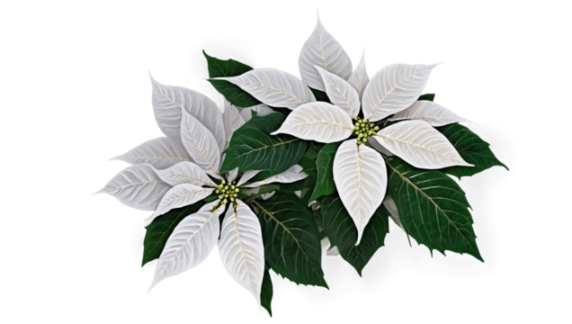 White poinsettia plant with vibrant green leaves arranged beautifully on a light background