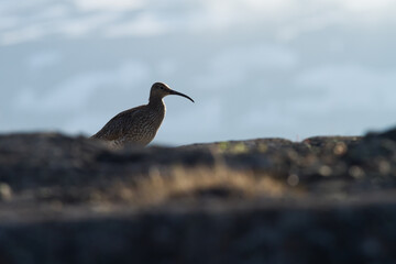 whimbrel in iceland
