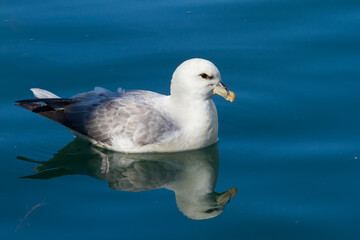 swimming fulmar