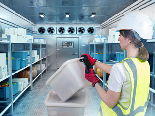Cold storage worker checks inventory data on a mobile device while organizing containers and monitoring product placement in a refrigerated warehouse.