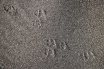 Tracks of an arctic fox in north iceland
