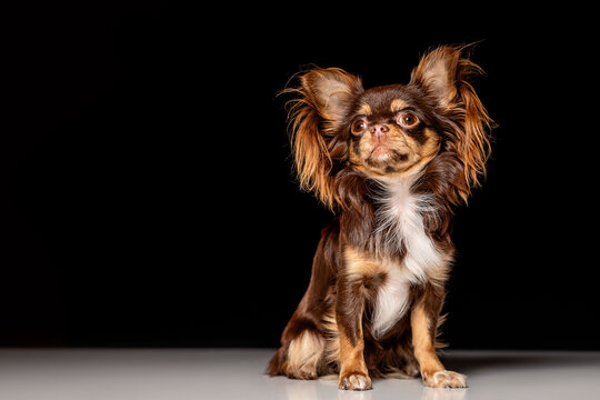 Portrait of a cute dog      