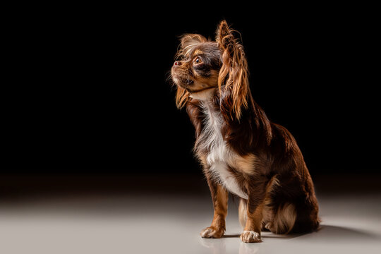 Portrait of a cute dog