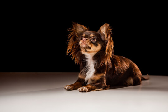 Portrait of a cute dog  