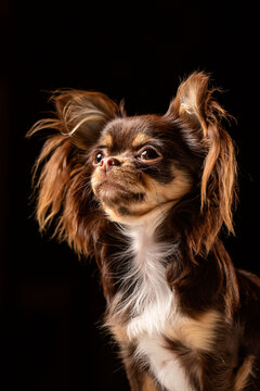 Portrait of a cute dog  