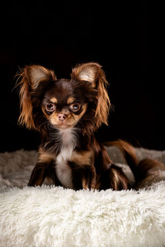 Portrait of a cute dog