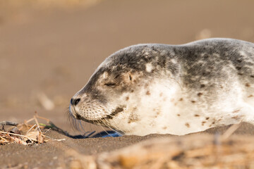 young common seal in iceland © Alexander Erdbeer