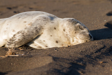 young common seal in iceland © Alexander Erdbeer