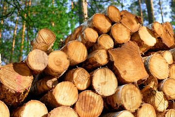 Woodpile of softwood trunks in daylight
