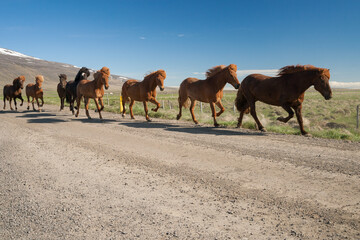 Fototapeta premium Icelandic horses in iceland