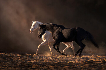 Black and cremello stallions run