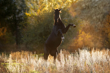 Stallion rearing up in sunlight