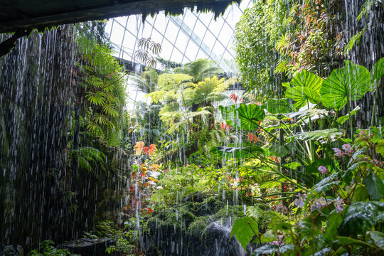 A stunning waterfall view inside the Cloud Forest at Gardens by the Bay, Singapore. The cascading water contrasts with the vibrant tropical plants under the glass dome - Powered by Adobe