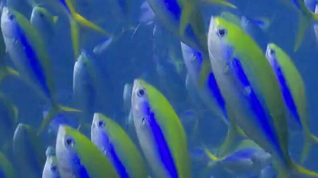 Blue and Yellow Fusilier Fish School on Coral Reef Underwater
