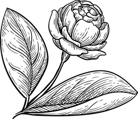 Jasmine Sambac Grand Duke of Tuscany ink sketch.