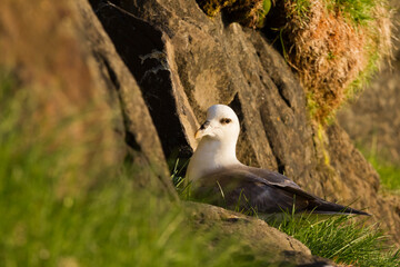 Breeding northern fulmar in Iceland