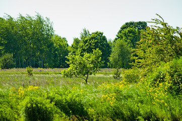 summer landscape, in the photo a meadow, trees and a forest in the background