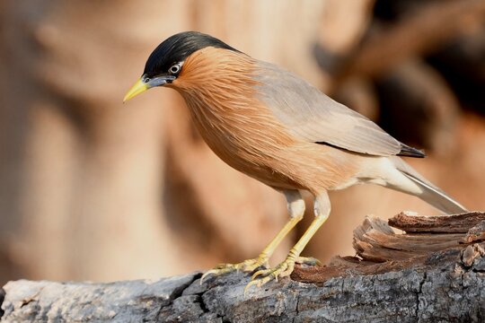 The creamy myna with black cap and breast.