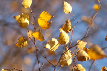Autumn background, photo of a tree with yellow leaves against a blue sky