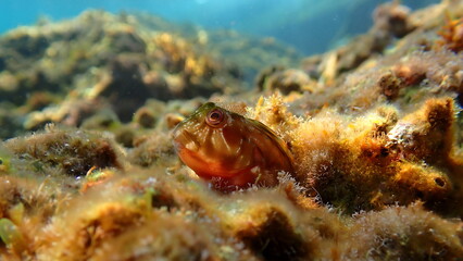 Molly miller blenny (Scartella cristata) undersea, Ligurian Sea, Italy, Imperia