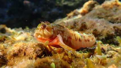 Molly miller blenny (Scartella cristata) undersea, Ligurian Sea, Italy, Imperia