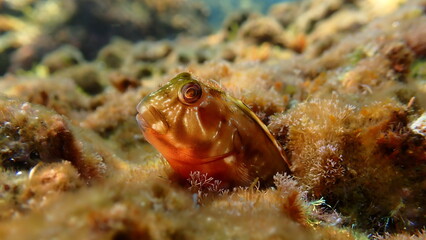 Molly miller blenny (Scartella cristata) undersea, Ligurian Sea, Italy, Imperia