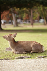 Ciervo  sentado con el ojo cerrado relajado  en el parque de Nara 