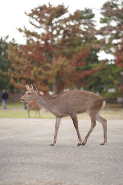 Ciervo  caminando por el parque en Oto&ntilde;o en Jap&oacute;n