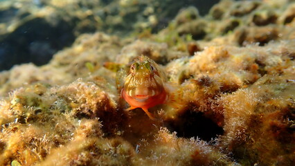 Molly miller blenny (Scartella cristata) undersea, Ligurian Sea, Italy, Imperia