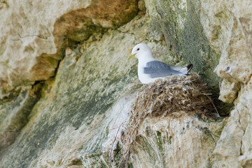 kittiwake nesting on a cliff