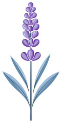 Lavender Flower Illustration with Purple Blossoms and Blue Leaves on a Stem