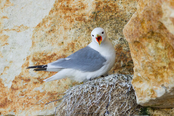 portrait of a kittiwake nesting on a cliff