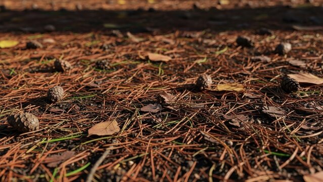 Autumn forest floor with pinecones and needles