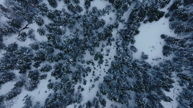 Dramatic aerial winter shoot flaying above snowed and cold forest in mountain