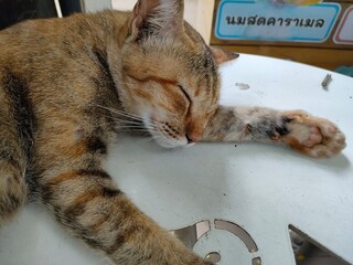 Sleeping Tabby, Peaceful Slumber