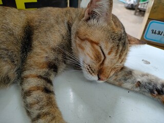 Sleeping Tabby, Peaceful Slumber