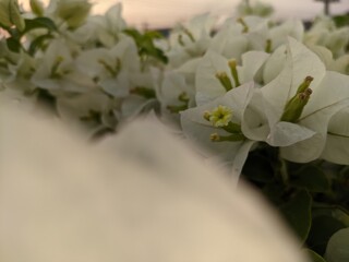 White Bougainvillea Blooms, Nature's Delicate Beauty