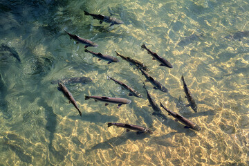 A school of salmon fish in the water, viewed from above