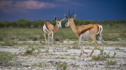 Playing Kodu in Etosha Park, Namibia