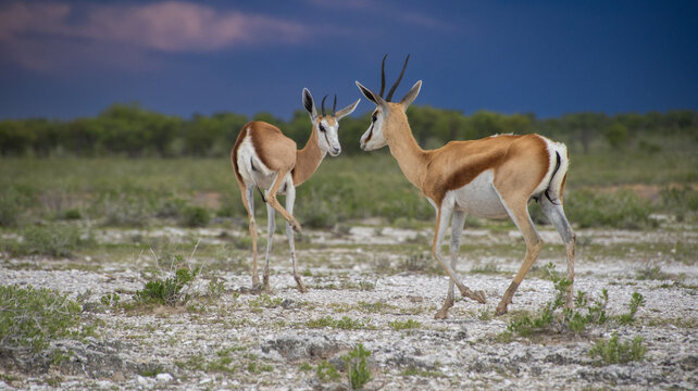 Playing Kodu in Etosha Park, Namibia