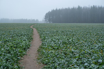 rows of corn plants