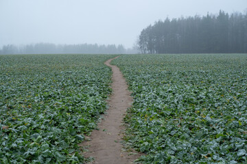 field of corn in the morning
