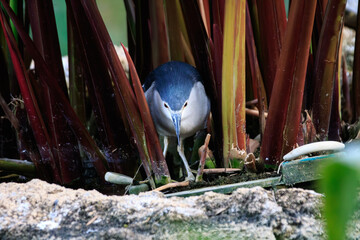 Night-Heron Hiding in Red Foliage