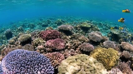 Vibrant, intricate formations of hard and soft corals showcasing an array of natural colors and diverse marine flora. High altitude, wide shot coral reef, aerial view, drone footage, ocean, marine?
