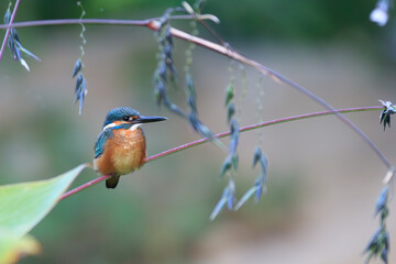 Common Kingfisher Perched on a Stem