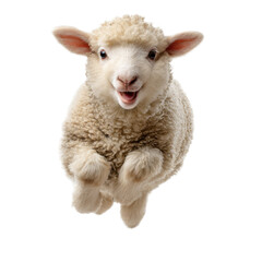 A white sheep is jumping in the air