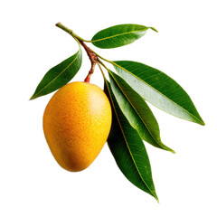 A ripe mango is sitting on a leaf